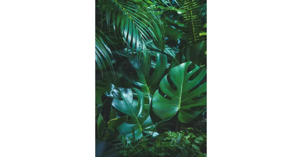 HB SPC/vinyl vízálló fali panel, Tropical Forest Leaves (2605 x 1868 mm) Vásárlói kedvenc