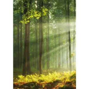 Legkelendőbb HB SPC/vinyl vízálló fali panel, Sunny Forest (2605 x 1868 mm)