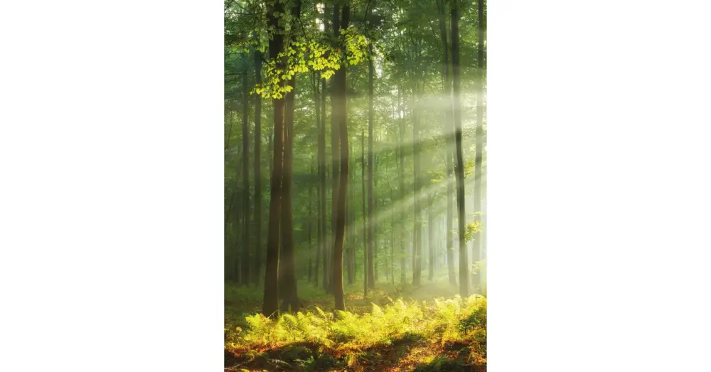 Legkelendőbb HB SPC/vinyl vízálló fali panel, Sunny Forest (2605 x 1868 mm)