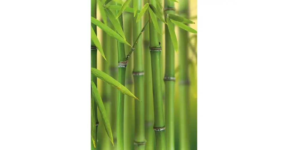 HB SPC/vinyl vízálló fali panel, Bamboo Sprouts (2605 x 1868 mm) Legnépszerűbb