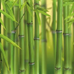 Ne maradj le HB SPC/vinyl vízálló fali panel, Bamboo Sprouts (2605 x 2802 mm)