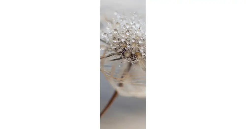 HB SPC/vinyl vízálló fali panel, Delicate Dry Grass Branch (2605 x 934 mm) Utolsó esély
