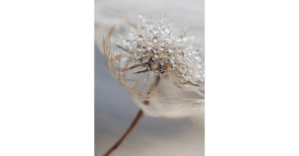 Újdonság HB SPC/vinyl vízálló fali panel, Delicate Dry Grass Branch (2605 x 1868 mm)