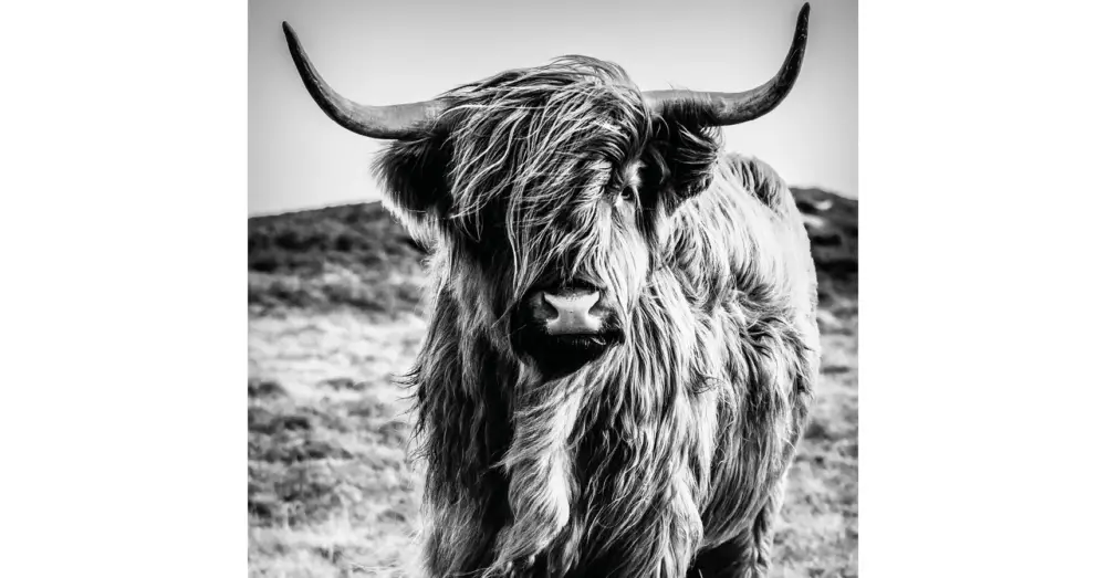 HB SPC/vinyl vízálló fali panel, Highlander (2605 x 2802 mm) Exkluzív ajánlat