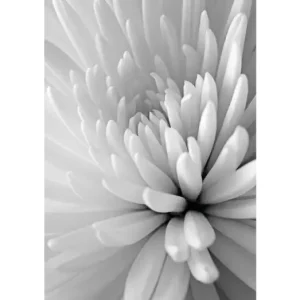 HB SPC/vinyl vízálló fali panel, Chrysanthemum Close Up (2605 x 1868 mm) Rendeld meg most