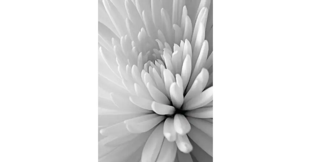 HB SPC/vinyl vízálló fali panel, Chrysanthemum Close Up (2605 x 1868 mm) Rendeld meg most
