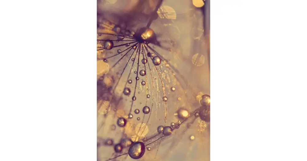 HB SPC/vinyl vízálló fali panel, Dandelion with Golden Drops (2605 x 1868 mm) Akció