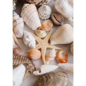 HB SPC/vinyl vízálló fali panel, Seashells and Starfish (2605 x 1868 mm) Nézd meg most